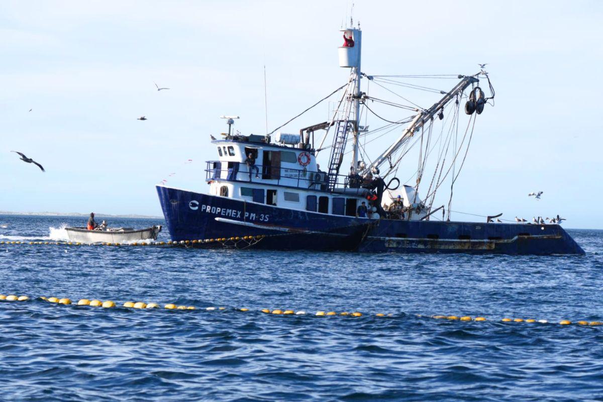 A pesar de ser una zona rica en biodiversidad marina, los recursos naturales en Bahía Magdalena, en Baja California Sur, son amenazados por la pesca industrial.